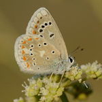 Modrásek komonicový - Polyommatus dorylas (Denis & Schiffermüller, 1775)